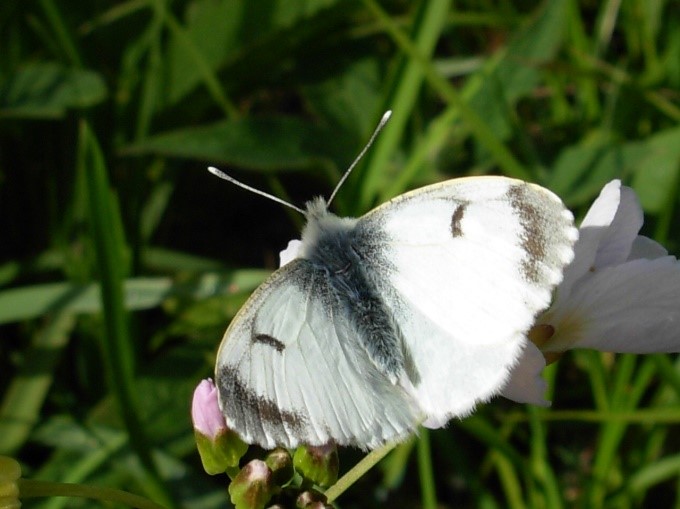 DS Acardaminesfemale