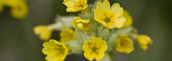 Gulden sleutelbloem