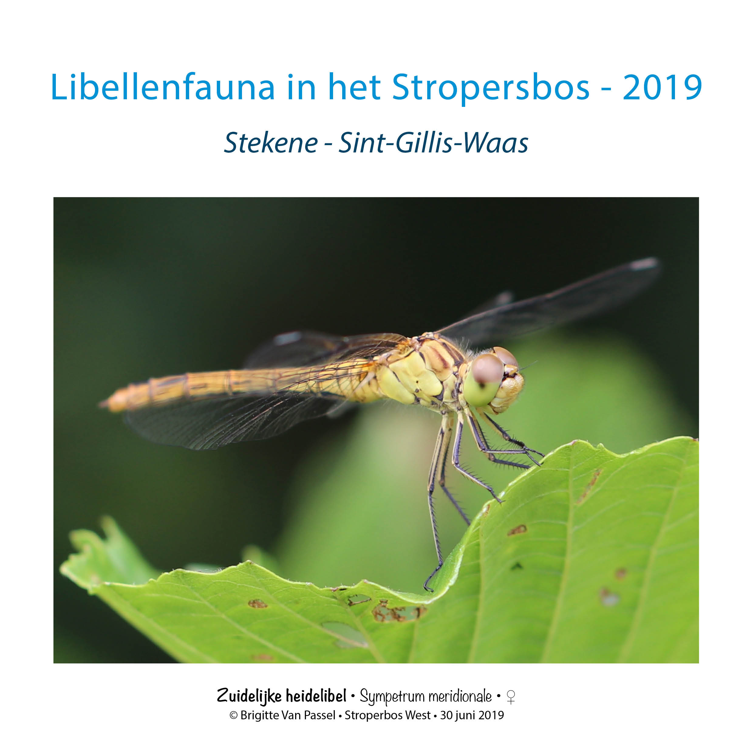 2019 Stropersbos 21x21