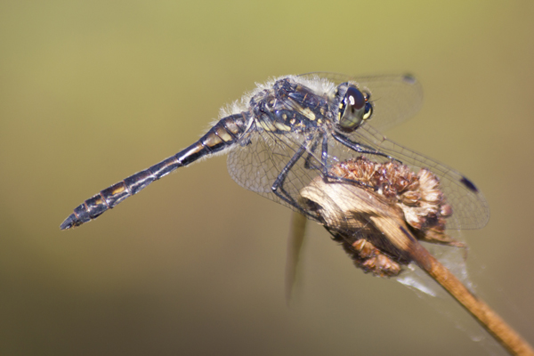 zwarte heidelibel